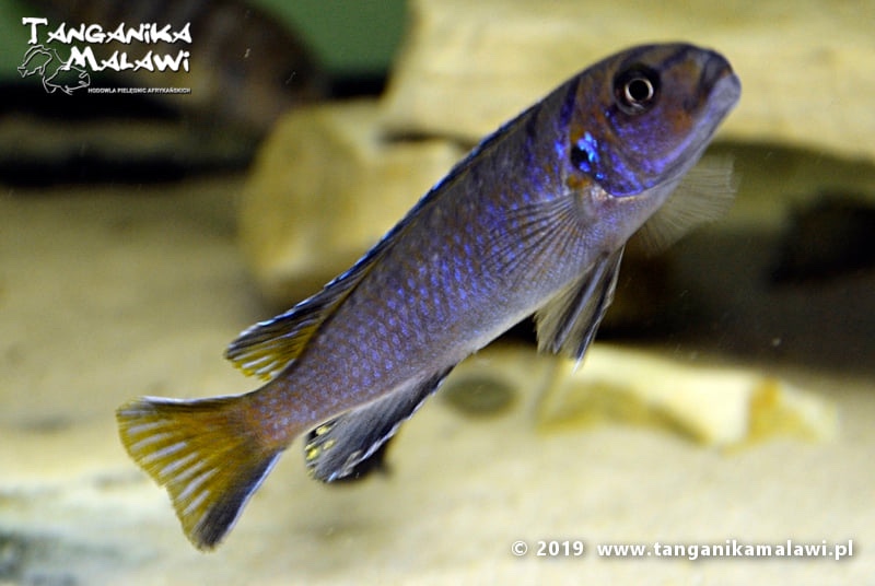Maylandia sp. 'elongatus ngkuyo' Hongi Island